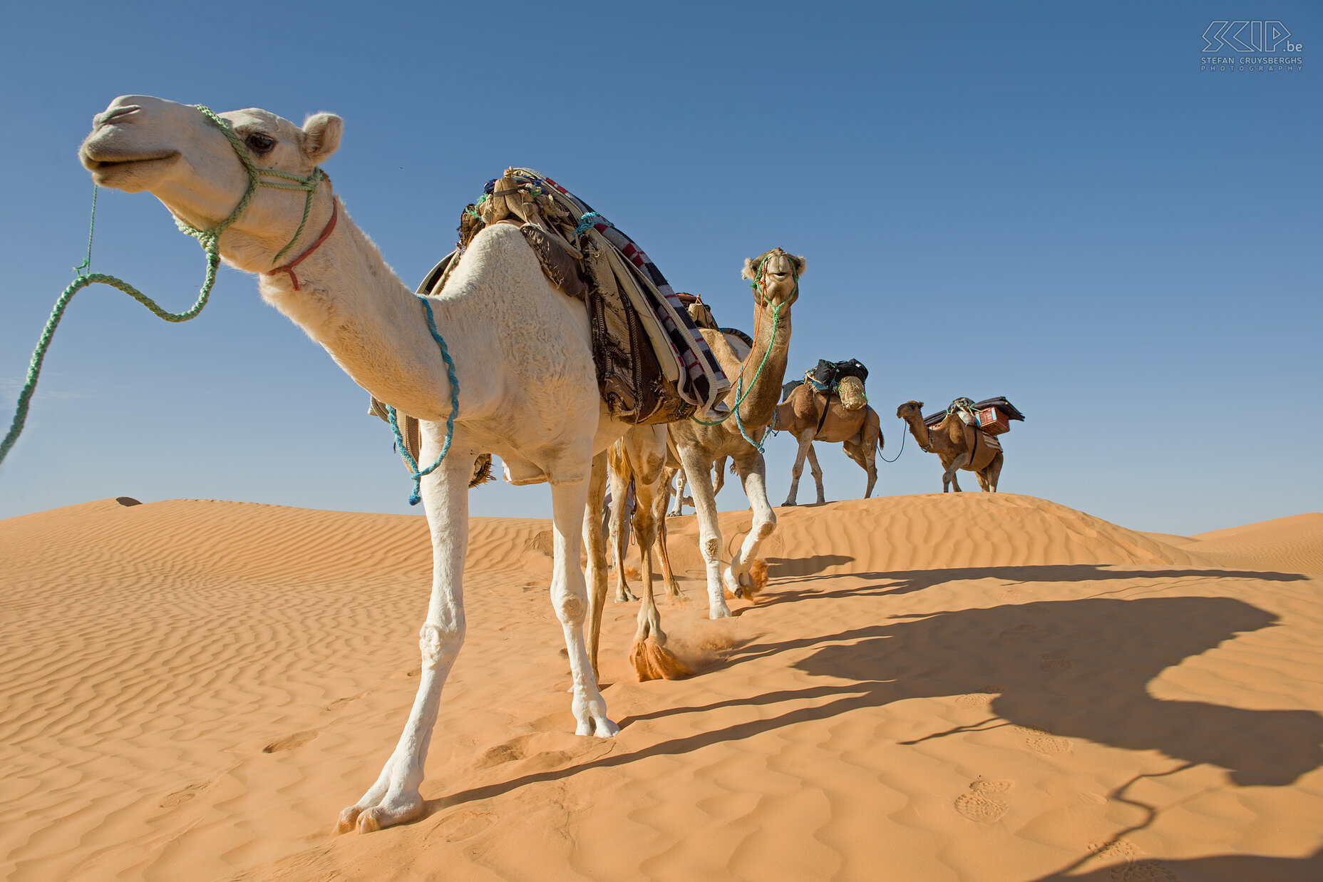 Camels  Stefan Cruysberghs